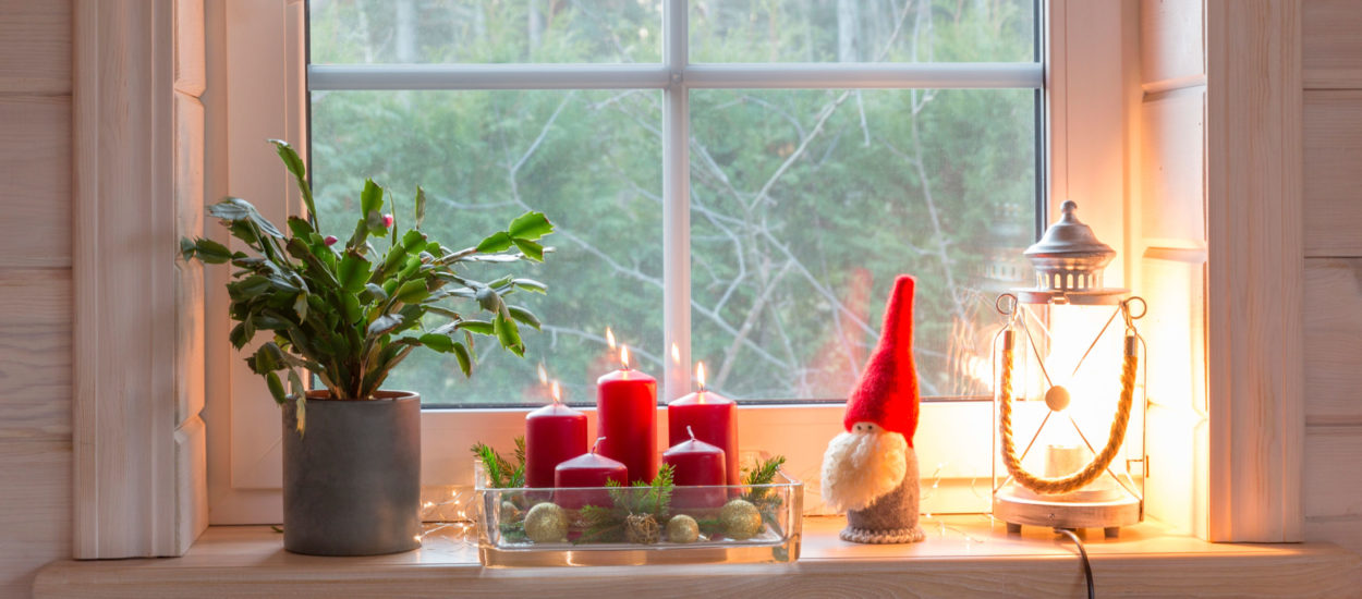 Le Cactus de Noël : la touche originale de votre déco pour les fêtes !