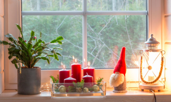 Le Cactus de Noël : la touche originale de votre déco pour les fêtes !