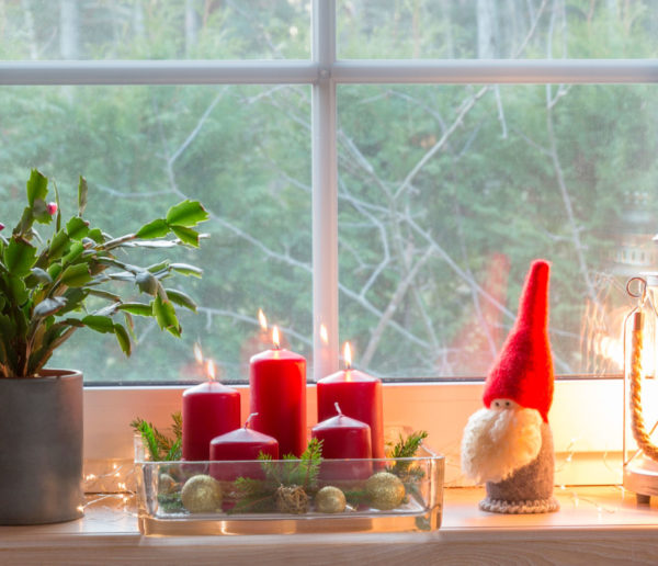 Le Cactus de Noël : la touche originale de votre déco pour les fêtes !