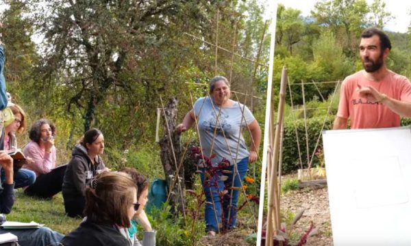 Permaculture : la rotation des cultures au potager enfin expliquée