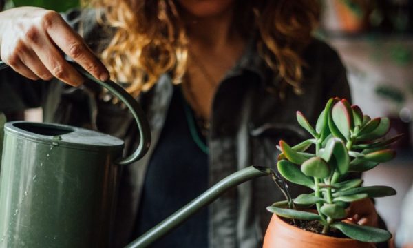 Faut-il arroser ses plantes en hiver, au jardin et à la maison ?