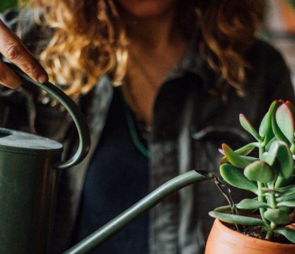 Faut-il arroser ses plantes en hiver, au jardin et à la maison ?