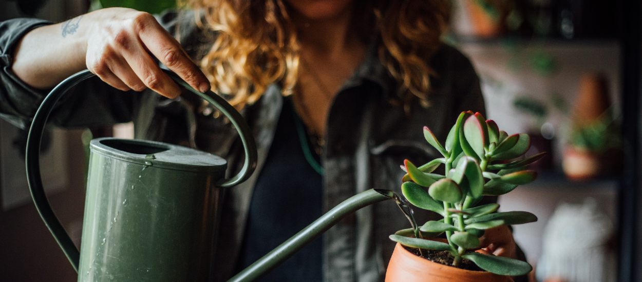 Faut-il arroser ses plantes en hiver, au jardin et à la maison ?