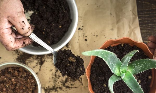 Ces astuces de grand-mère pour vivifier vos plantes d'intérieur fonctionnent-elles vraiment ?
