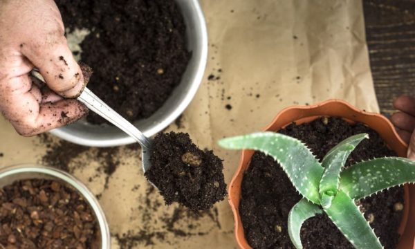 Ces astuces de grand-mère pour vivifier vos plantes d'intérieur fonctionnent-elles vraiment ?