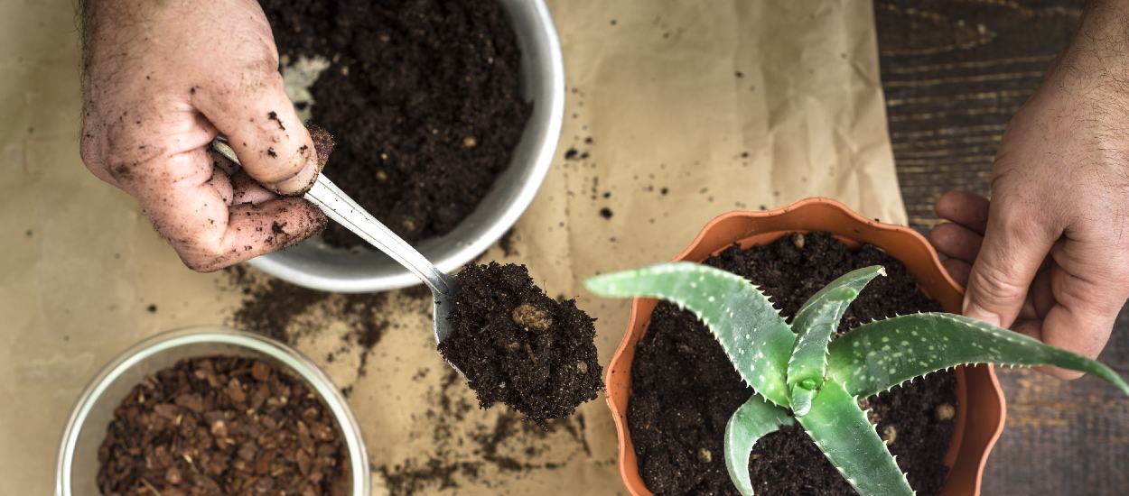 Ces astuces de grand-mère pour vivifier vos plantes d'intérieur fonctionnent-elles vraiment ?