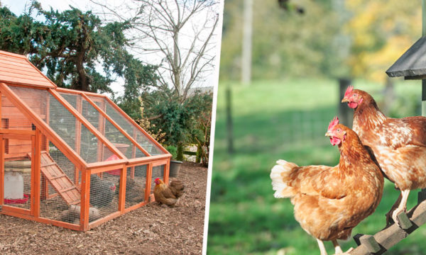 5 poulaillers à construire vous-mêmes pour chouchouter vos poules