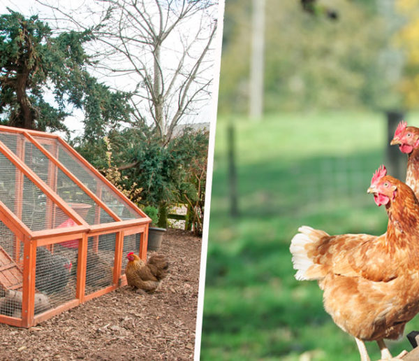 5 poulaillers à construire vous-mêmes pour chouchouter vos poules