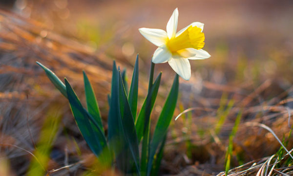 Comment cultiver et entretenir vos jonquilles pour une maison pleine de soleil ?
