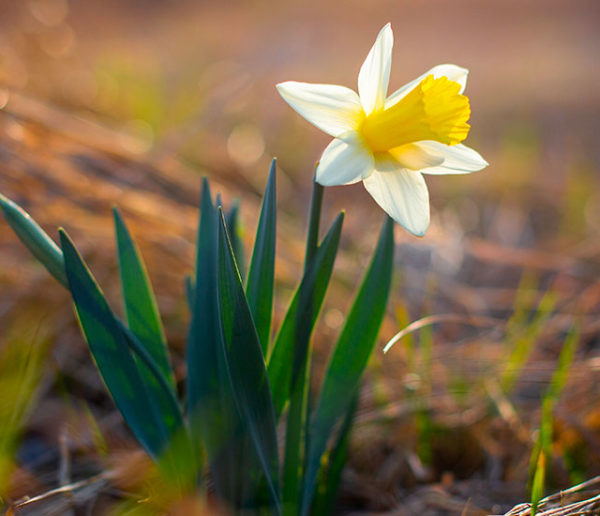 Printemps : conseils pour prendre soin des jonquilles et bien les ramasser