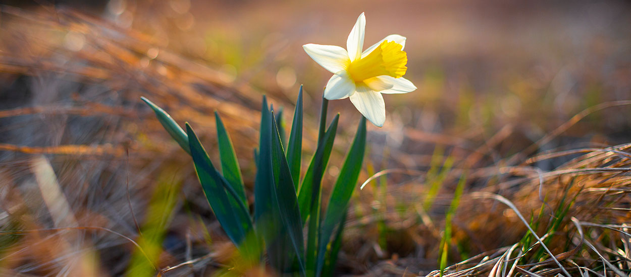 Printemps : conseils pour prendre soin des jonquilles et bien les ramasser