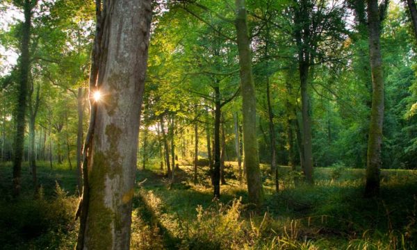 Pourquoi faut-il acheter des meubles avec des labels de bois géré durablement ?