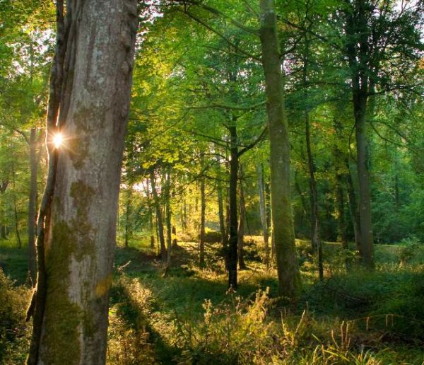 Pourquoi faut-il acheter des meubles avec des labels de bois géré durablement ?