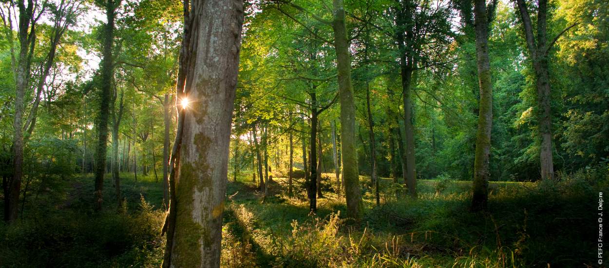 Pourquoi faut-il acheter des meubles avec des labels de bois géré durablement ?