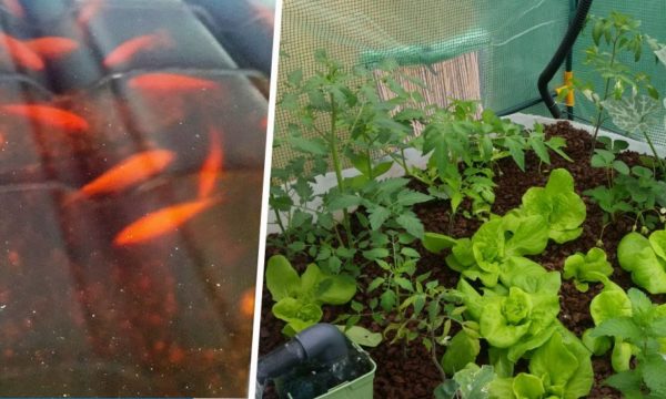 Il a construit un potager aquaponique : de quoi récolter des tomates par dizaines de kilos