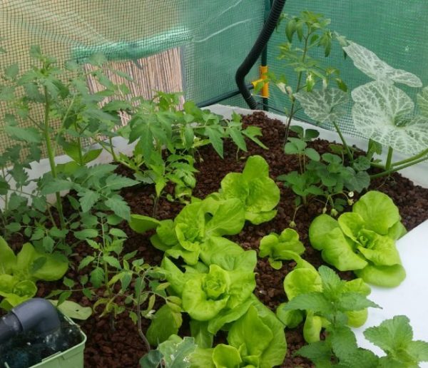 Il a construit un potager aquaponique : de quoi récolter des tomates par dizaines de kilos