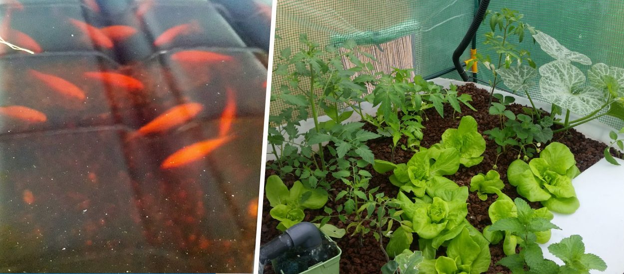 Il a construit un potager aquaponique : de quoi récolter des tomates par dizaines de kilos