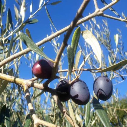 Dans leur jardin, Joël et Gaëlle récoltent des dizaines de kilos d'olives pour produire leur propre huile