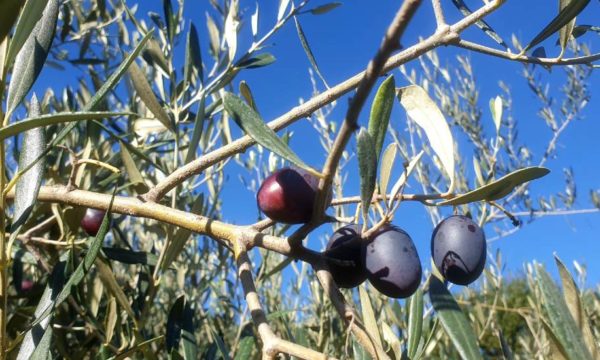 Dans leur jardin, Joël et Gaëlle récoltent des dizaines de kilos d'olives pour produire leur propre huile