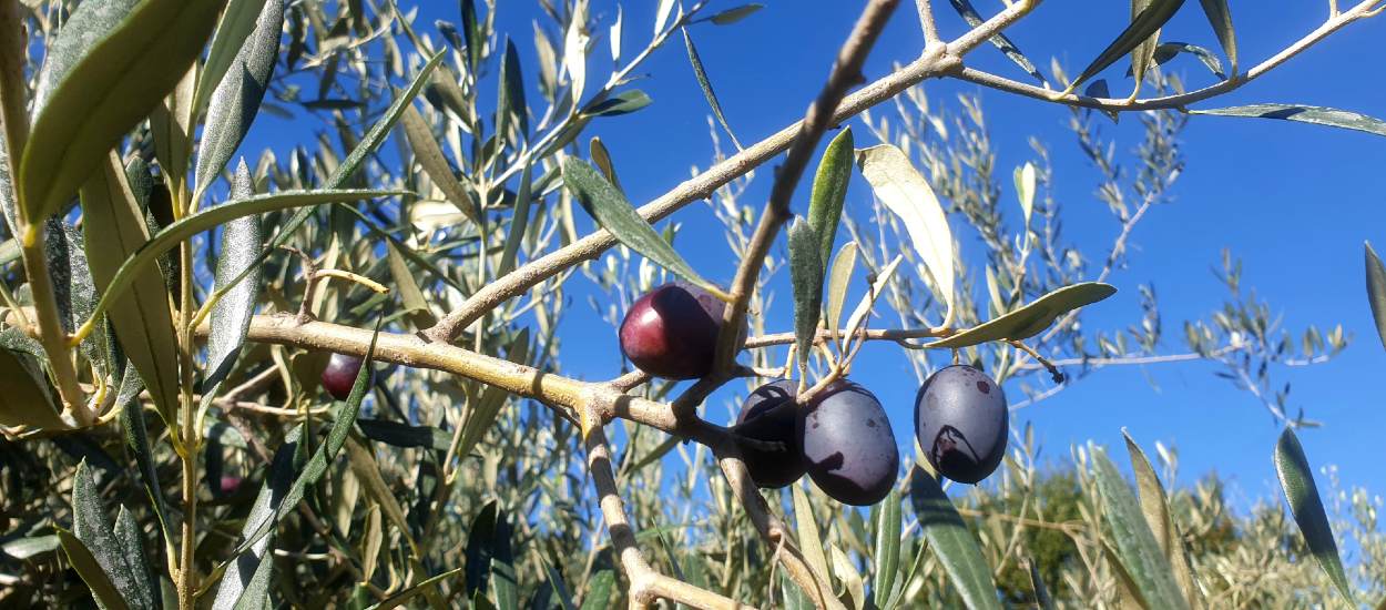 Dans leur jardin, Joël et Gaëlle récoltent des dizaines de kilos d'olives pour produire leur propre huile