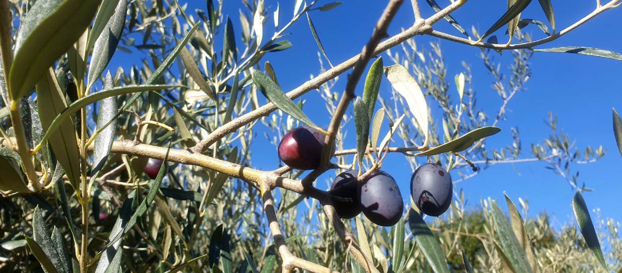 Dans leur jardin, Joël et Gaëlle récoltent des dizaines de kilos d'olives pour produire leur propre huile