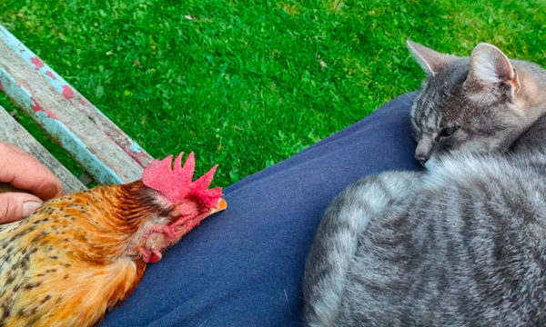 La poule est-elle devenue LE nouvel animal de compagnie ?