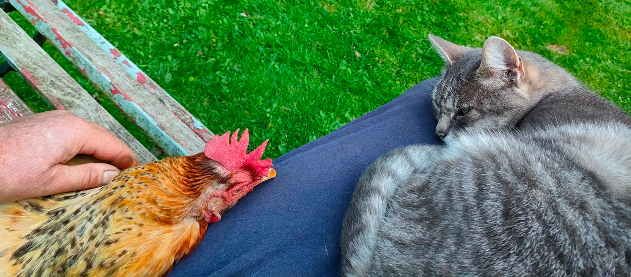 La poule est-elle devenue LE nouvel animal de compagnie ?