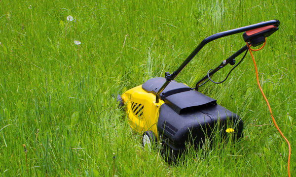 Challenge No Mow May : et si en mai, vous laissiez pousser votre pelouse ?