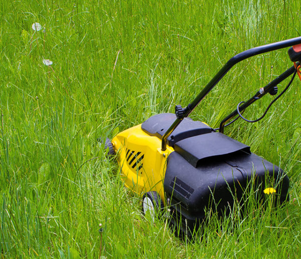 Challenge No Mow May : et si en mai, vous laissiez pousser votre pelouse ?