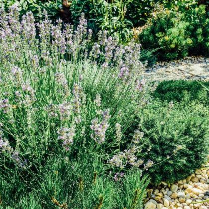 Tout ce que vous devez savoir pour aménager un beau jardin méditerranéen