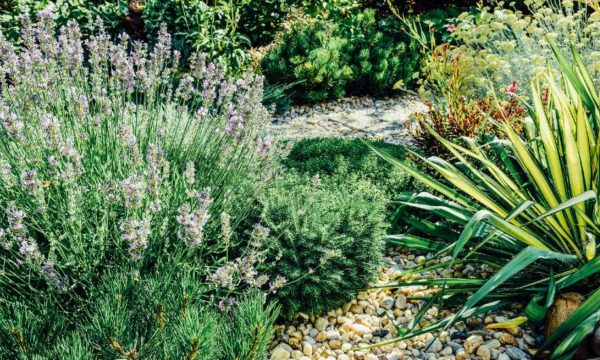 Tout ce que vous devez savoir pour aménager un beau jardin méditerranéen