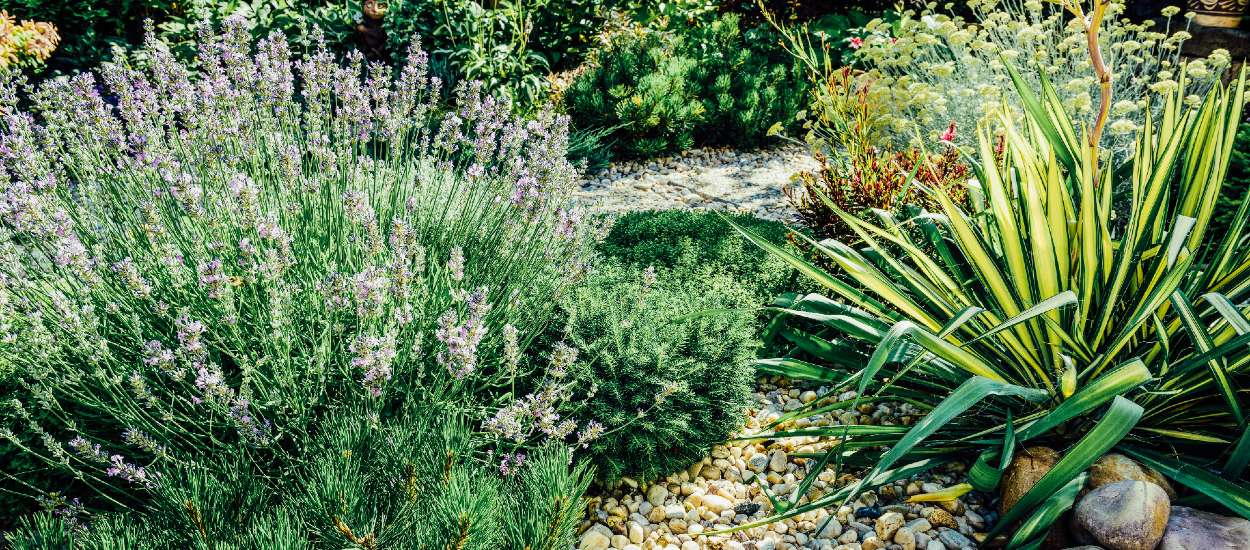 Tout ce que vous devez savoir pour aménager un beau jardin méditerranéen