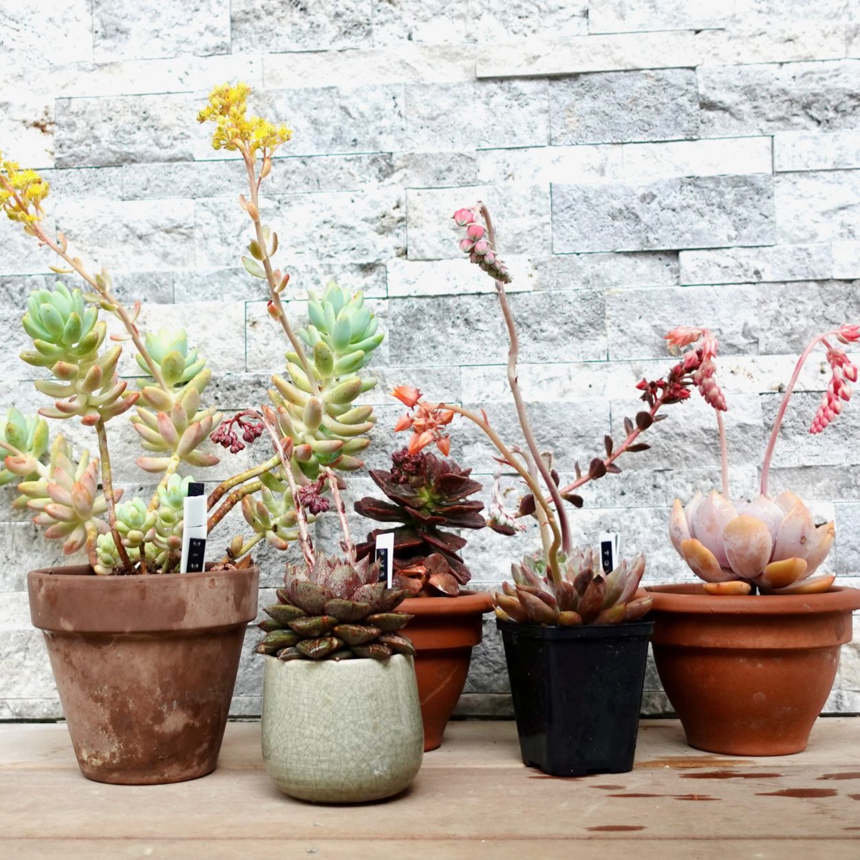 Conseil de blogueuse comment prendre soin de ses succulentes — free download