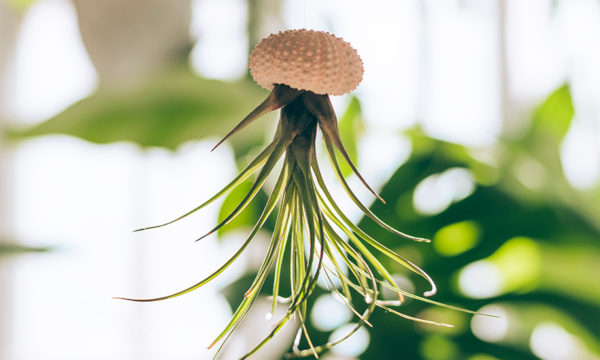6 idées de déco végétale sans terre pour vous faciliter la vie