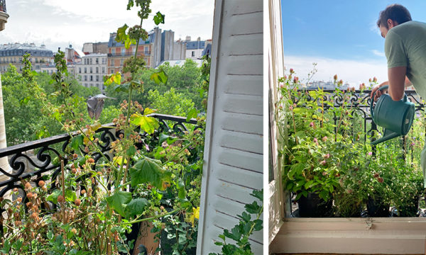 Comment végétaliser un balcon pour attirer les oiseaux ?