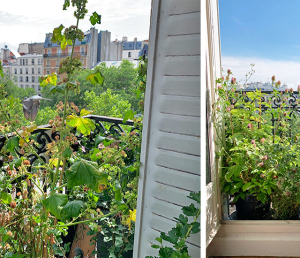 Comment végétaliser un balcon pour attirer les oiseaux comme ce passionné d'animaux ?