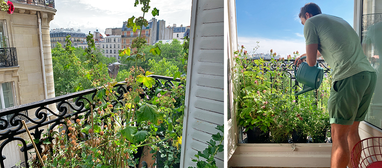 Comment végétaliser un balcon pour attirer les oiseaux comme ce passionné d'animaux ?