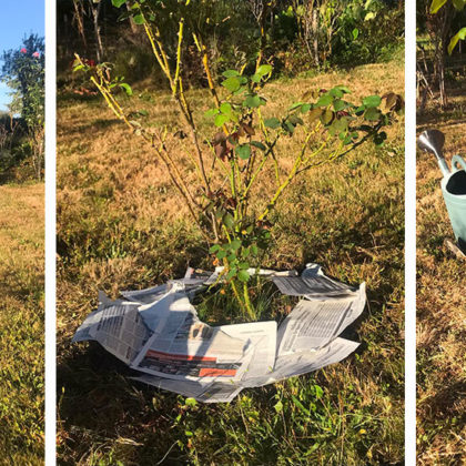 Recyclez vos vieux journaux en paillage pour le jardin