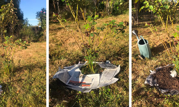 Recyclez vos vieux journaux en paillage pour le jardin