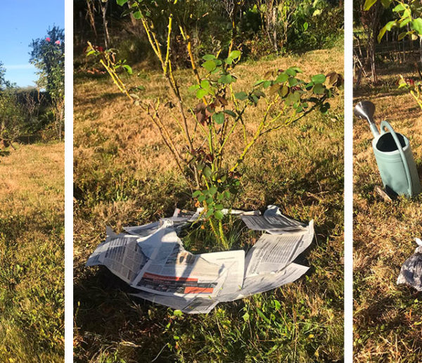 Recyclez vos vieux journaux en paillage pour le jardin