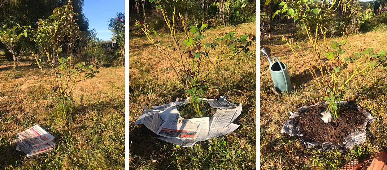 Recyclez vos vieux journaux en paillage pour le jardin