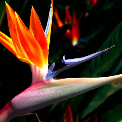 Comment adopter des plantes tropicales chez soi : les conseils d'un expert botanique