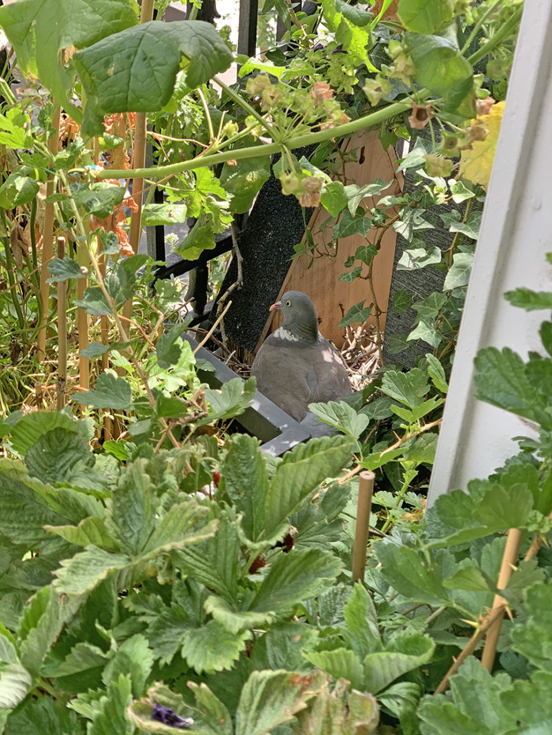 Comment végétaliser un balcon pour attirer les oiseaux comme ce