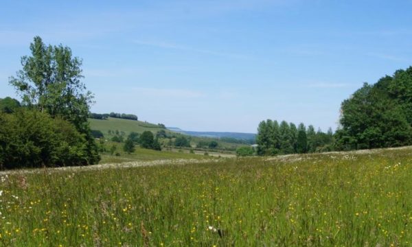 Voici comment protéger la biodiversité de votre terrain pendant 99 ans (même s'il change de propriétaire)