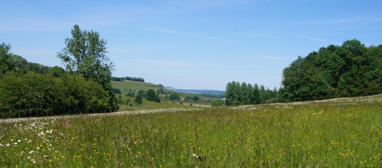 Voici comment protéger la biodiversité de votre terrain pendant 99 ans (même s'il change de propriétaire)