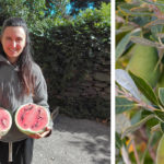 Une femme tient une pastèque Navajo Winter longue conservation et des feijoas, fruits au goût tropical