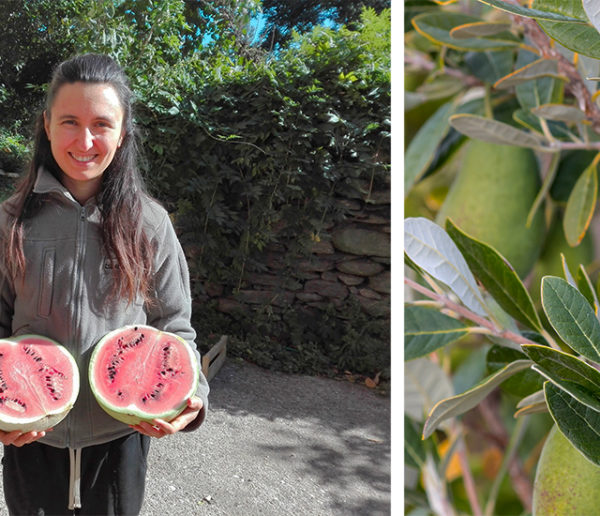 13 variétés de fruits et légumes rares à planter pour un jardin nourricier toute l'année