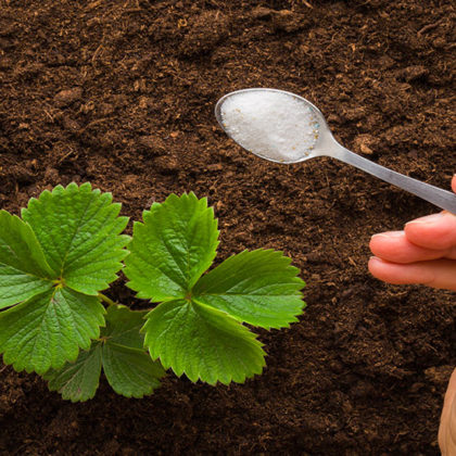Faut-il donner du sucre à vos plantes ?