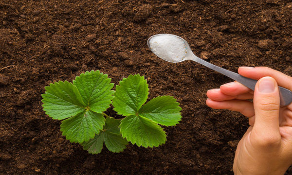 Faut-il donner du sucre à vos plantes ?