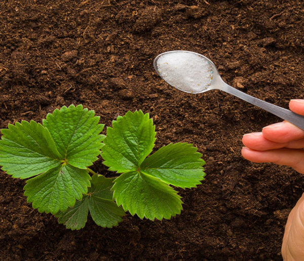 Faut-il donner du sucre à vos plantes ?